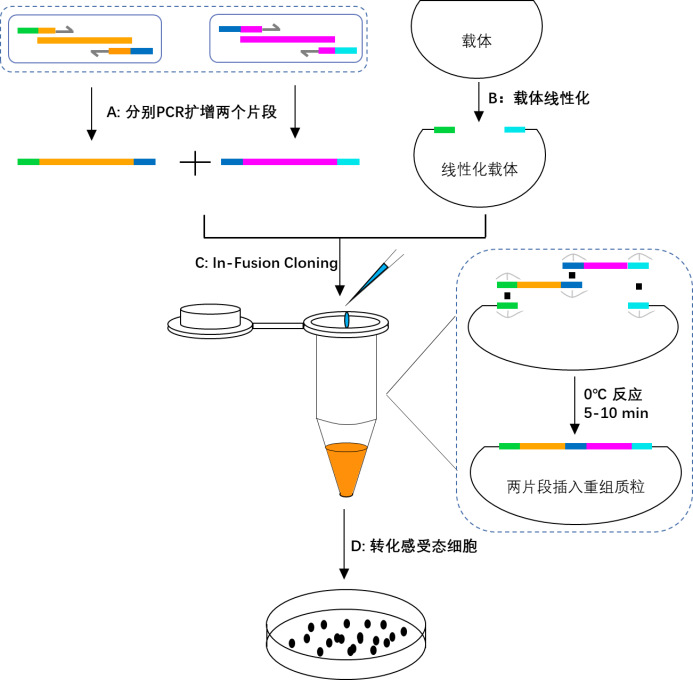 ADN LIGASE 2 × in-Fusion CLONING CLONING MIX BIOLOGIE MOLÉCULAIRE Réactif
