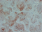 //rnrorwxhrkjnln5q-static.micyjz.com/cloud/ljBpjKnjlkSRqippkkniiq/68365bb304dbe72d5442e6a186e18449-60-60.png
