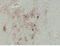 //rnrorwxhrkjnln5q-static.micyjz.com/cloud/ljBpjKnjlkSRqipplknriq/1755b0e3ee27d35ed5286203d400aba3-60-60.png