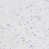 ANTI -NGF PAB de lapin IHC si l'anticorps polyclonal