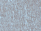 //rnrorwxhrkjnln5q-static.micyjz.com/cloud/lkBpjKnjlkSRqippnknriq/354cdc18043da2c9a55a750297b4c2a3-60-60.png