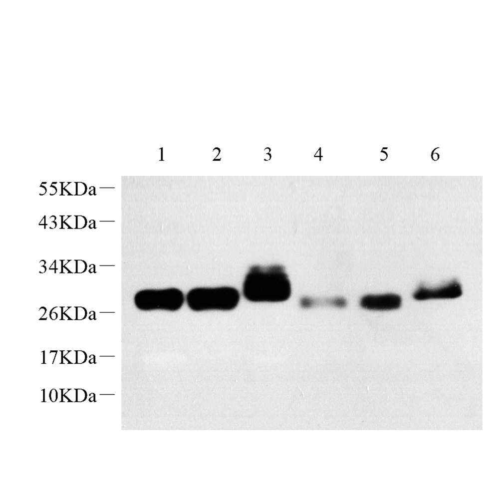 GB11182-1 SPÉCIFICATION SPÉCIFIÉE ANTI -CD90 THY1 PAB de lapin