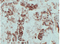 //rnrorwxhrkjnln5q-static.micyjz.com/cloud/loBpjKnjlkSRqippkkmiiq/9644cb57a302039d7862de995b7f4a93-60-60.png