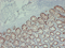 //rnrorwxhrkjnln5q-static.micyjz.com/cloud/lpBpjKnjlkSRqippokmriq/1d0a3f86e9287846ce61bb7f40947098-60-60.png