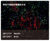 TSA Fluorescence Double Kit de coloration Tyramide Amplification du signal d'immunofluorescence Réactif