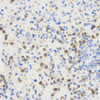 GB11182 Anticorps polyclonal Anti -CD90 / Thy1 PAB de lapin